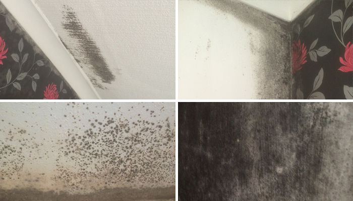 Black Mould
